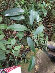 Anodendron benthamianum