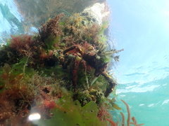 Leptomithrax gaimardii