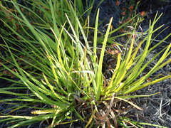Capeobolus brevicaulis