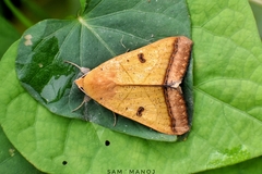 Ophiusa trapezium