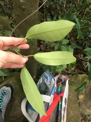 Anodendron benthamianum