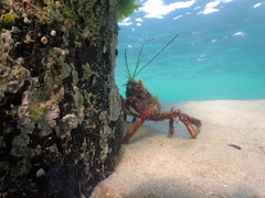 Leptomithrax gaimardii