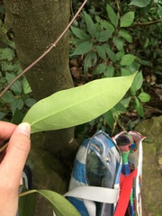 Anodendron benthamianum