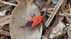 Antilochus nigripes