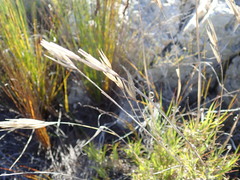 Pseudopentameris brachyphylla