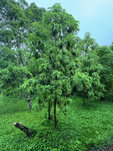Scalesia pedunculata, photograph 4