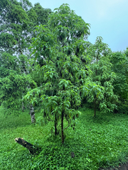 (c) Karen Guin, some rights reserved (CC BY) Scalesia pedunculata, photograph (c) Karen Guin, some rights reserved (CC BY)