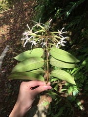 Anodendron benthamianum