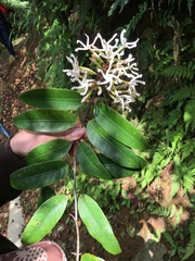 Anodendron benthamianum