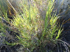 Pseudopentameris brachyphylla