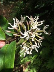 Anodendron benthamianum