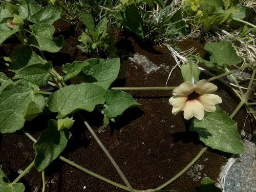 Thunbergia image