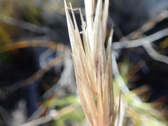 Pseudopentameris brachyphylla