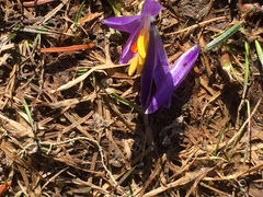 Crocus