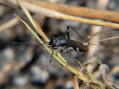 Euthetus leucostictus