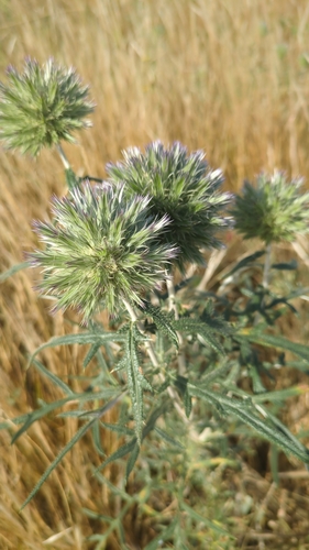 Echinops strigosus, photograph 2