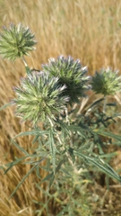 Echinops strigosus, photograph author not stated, no rights reserved
