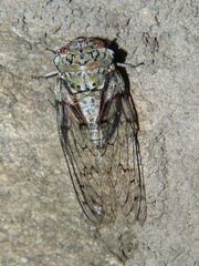 Oxypleura lenihani