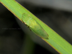 Petalocephala