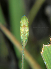 Petalocephala