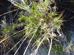 Pseudopentameris brachyphylla