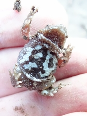 Pseudophryne bibronii