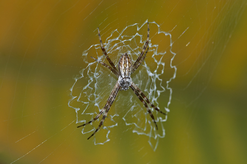 Silver Garden Orbweaver, photo 7 of 8