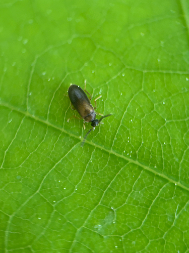 Canifa pallipes