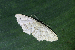 Scopula phyxelis
