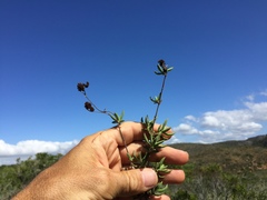 Crassula mollis