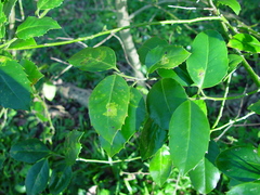 Ilex × altaclerensis