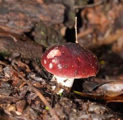 Russula purpureoflava
