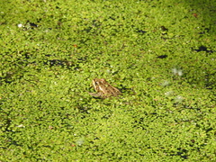 Pelophylax