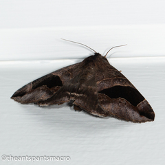 Bastilla solomonensis