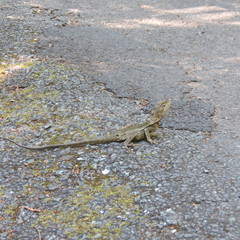 Lophosaurus spinipes