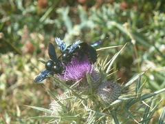 Cirsium tenoreanum