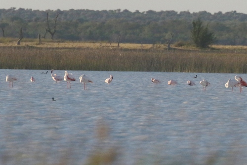 iNaturalist image