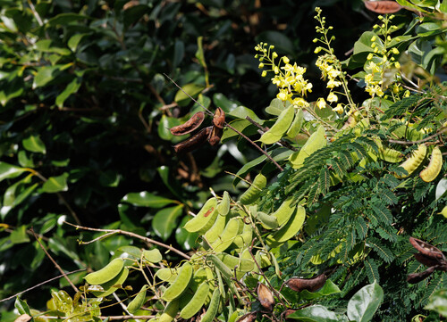 Biancaea decapetala observed 2026-04-11
