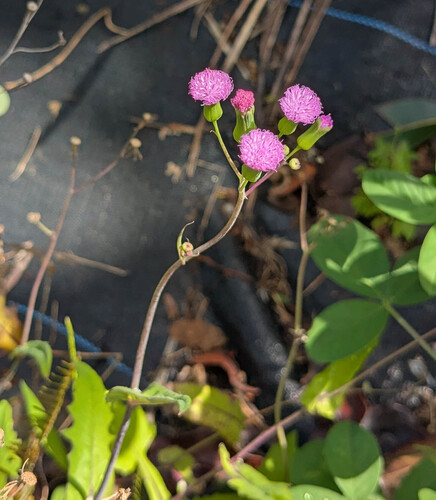 Emilia sonchifolia observed 2026-04-11