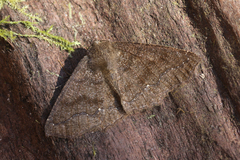 Metanema striolata
