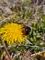 Bombus ruderarius