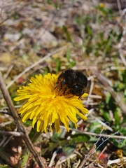 Bombus ruderarius