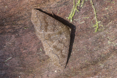 Metanema striolata
