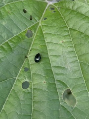 Hemipyxis flaviabdominalis