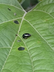 Hemipyxis flaviabdominalis