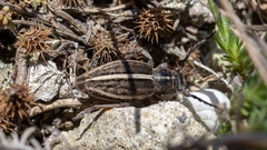 Dorcadion cinerarium