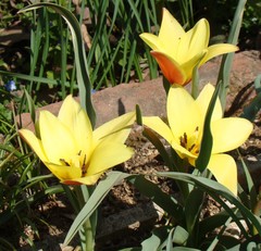 Tulipa clusiana