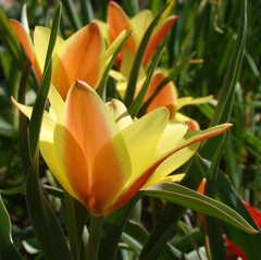 Tulipa clusiana