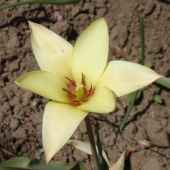 Tulipa clusiana