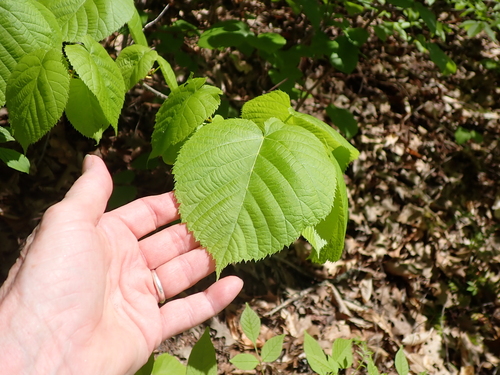 American Linden